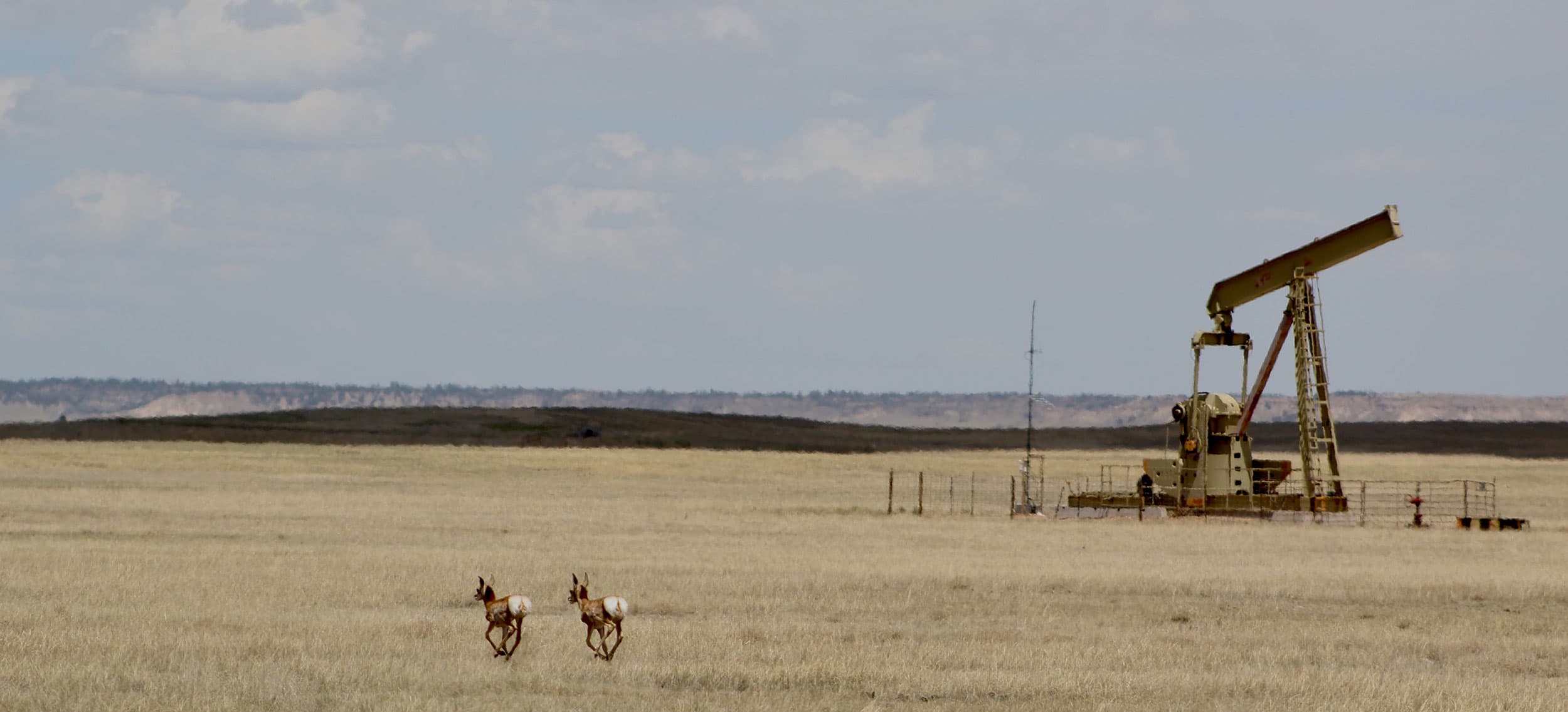 Pronghorn antelope and an oil well